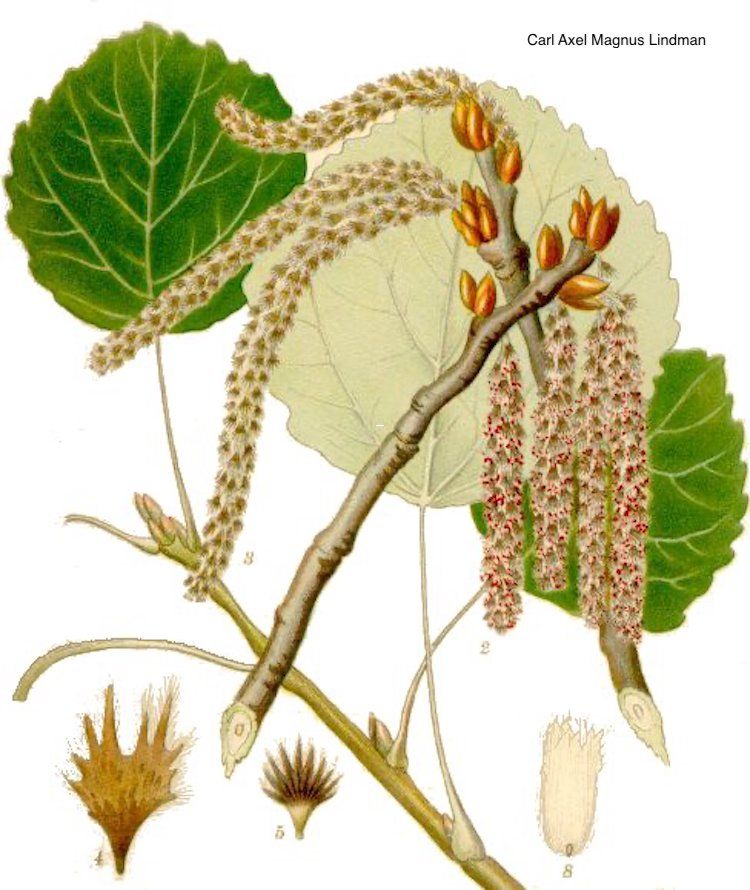 <i>Populus tremula</i>