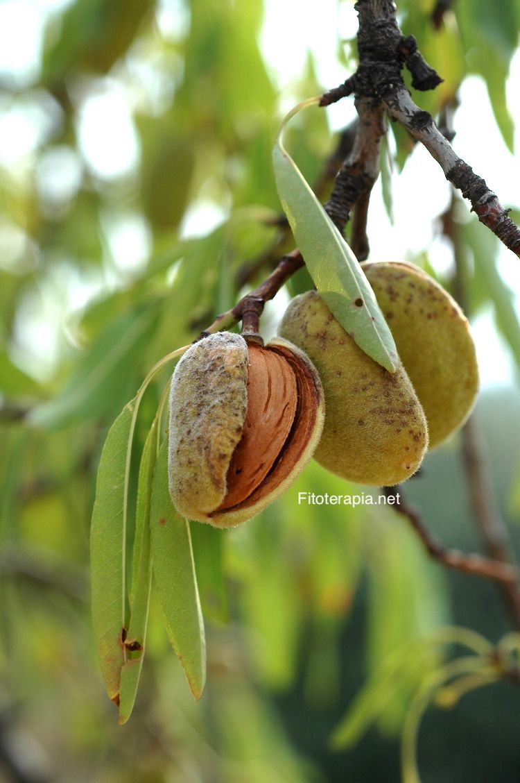 Almendro, fruto