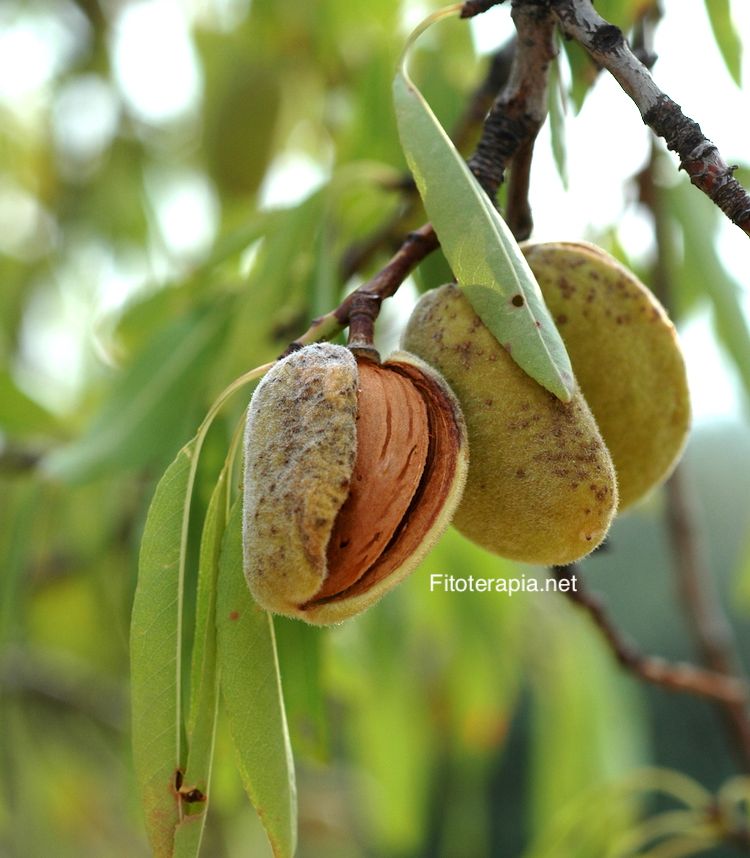 Almendro, fruto