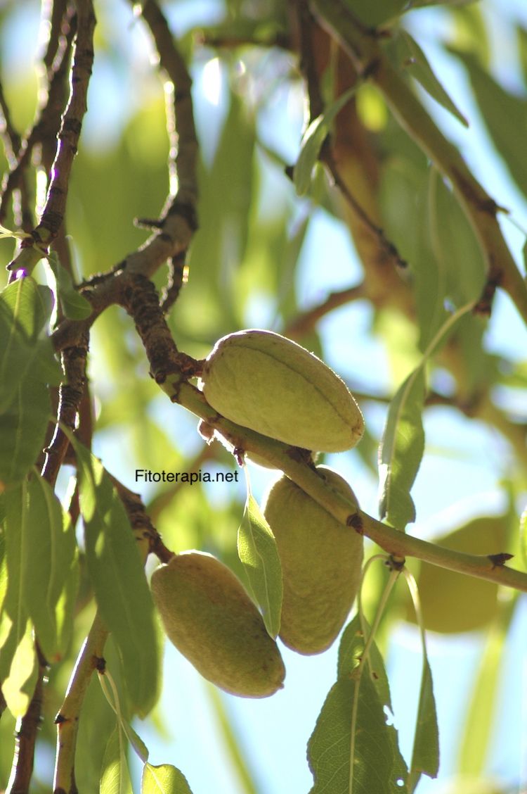 Almendro, fruto