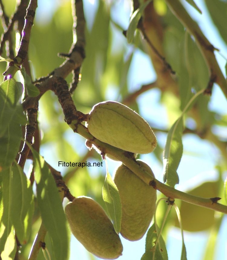 Almendro, fruto