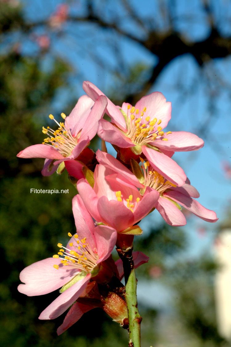 Almendro, flor