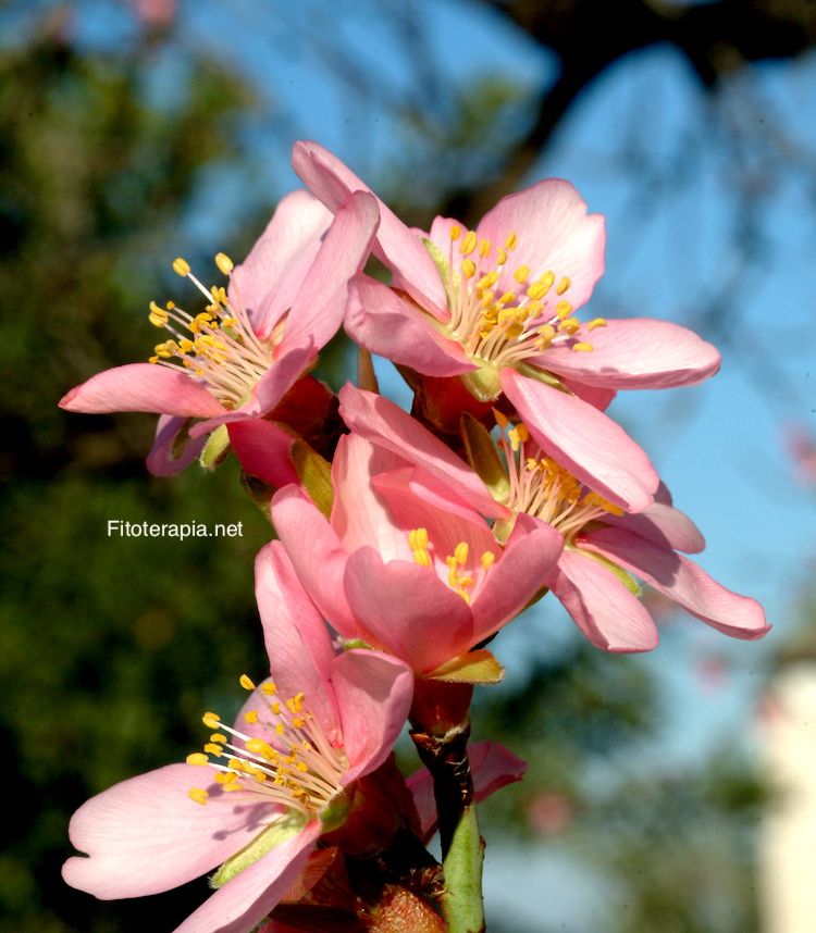 Almendro, flor