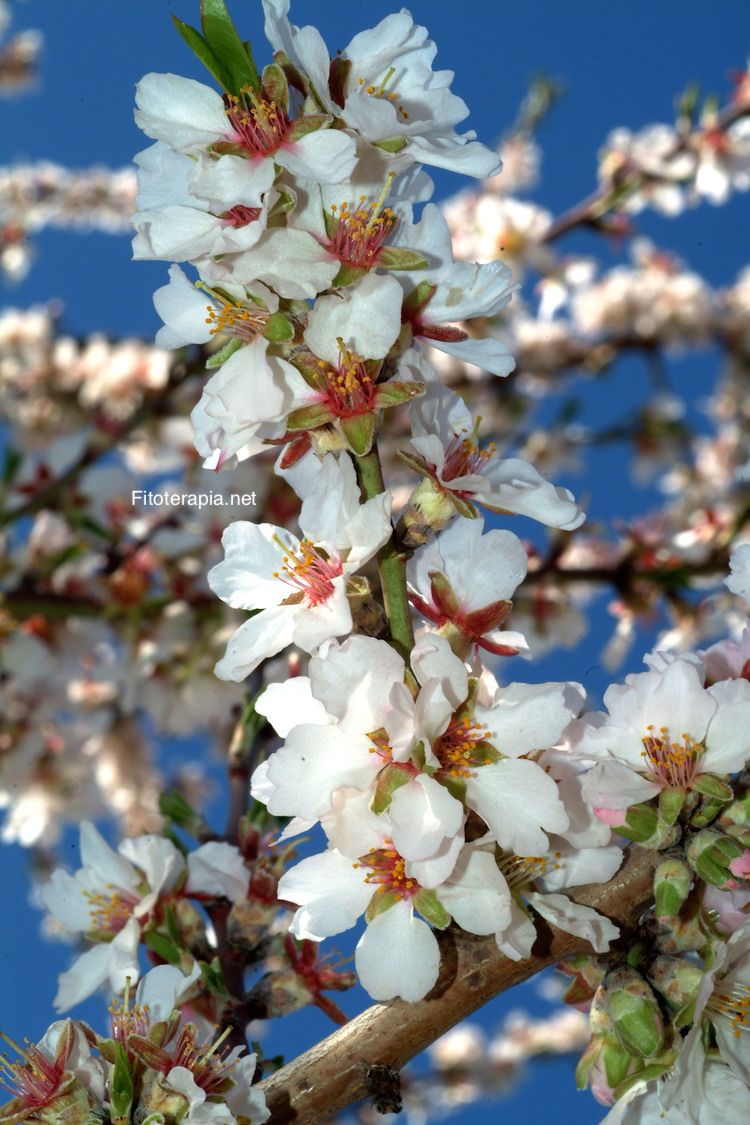 Almendro, flor