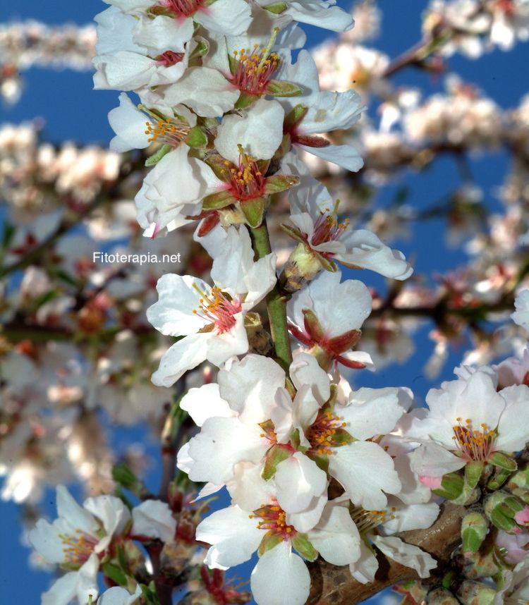 Almendro, flor