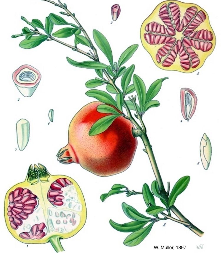 Granado, fruto
