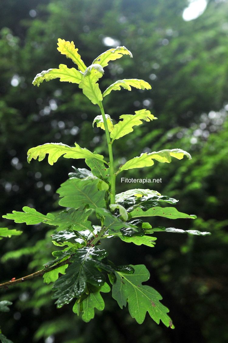 <i>Quercus petraea</i>