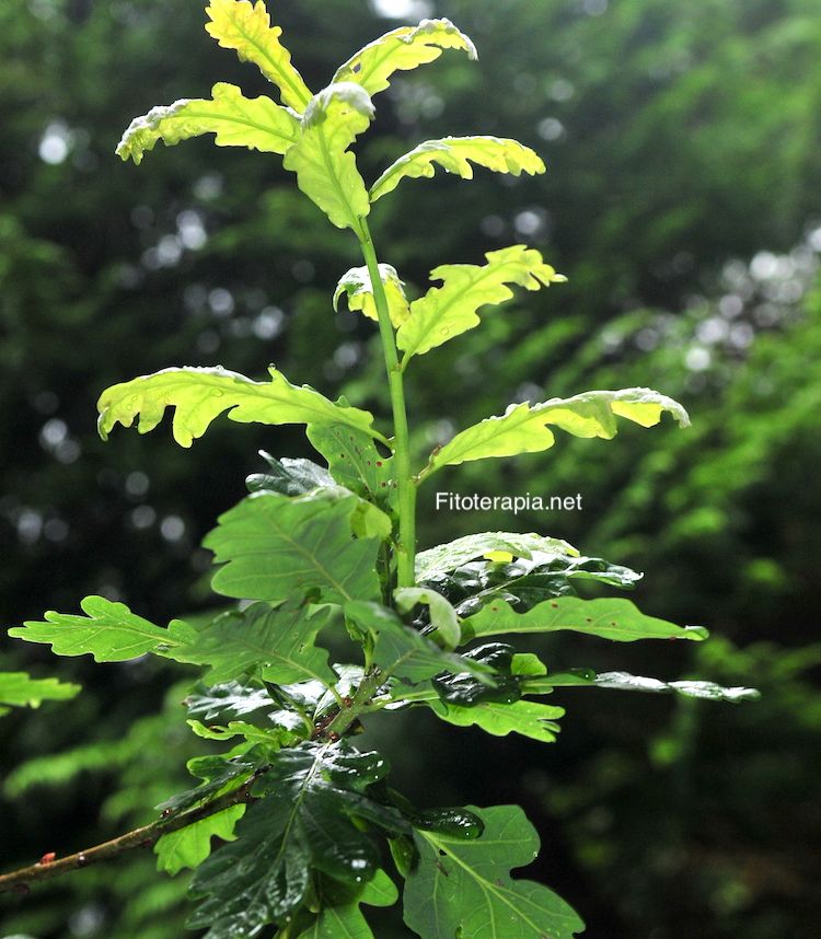 <i>Quercus petraea</i>