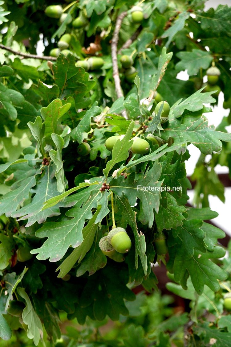 <i>Quercus robur</i>