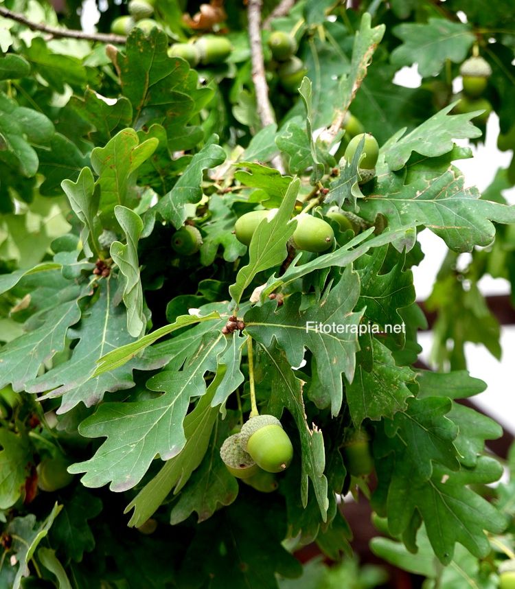 <i>Quercus robur</i>