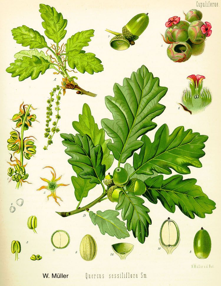 <i>Quercus robur</i>