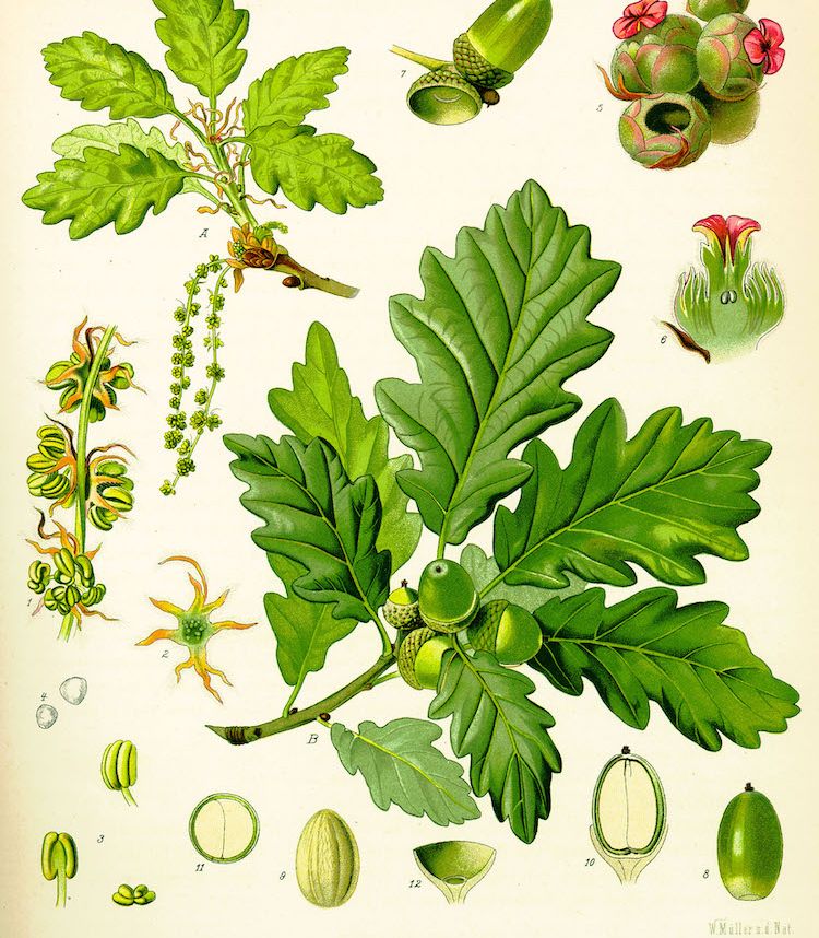 <i>Quercus robur</i>