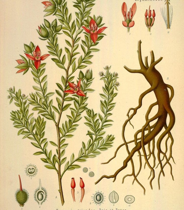 F.A. Köhler (1890)