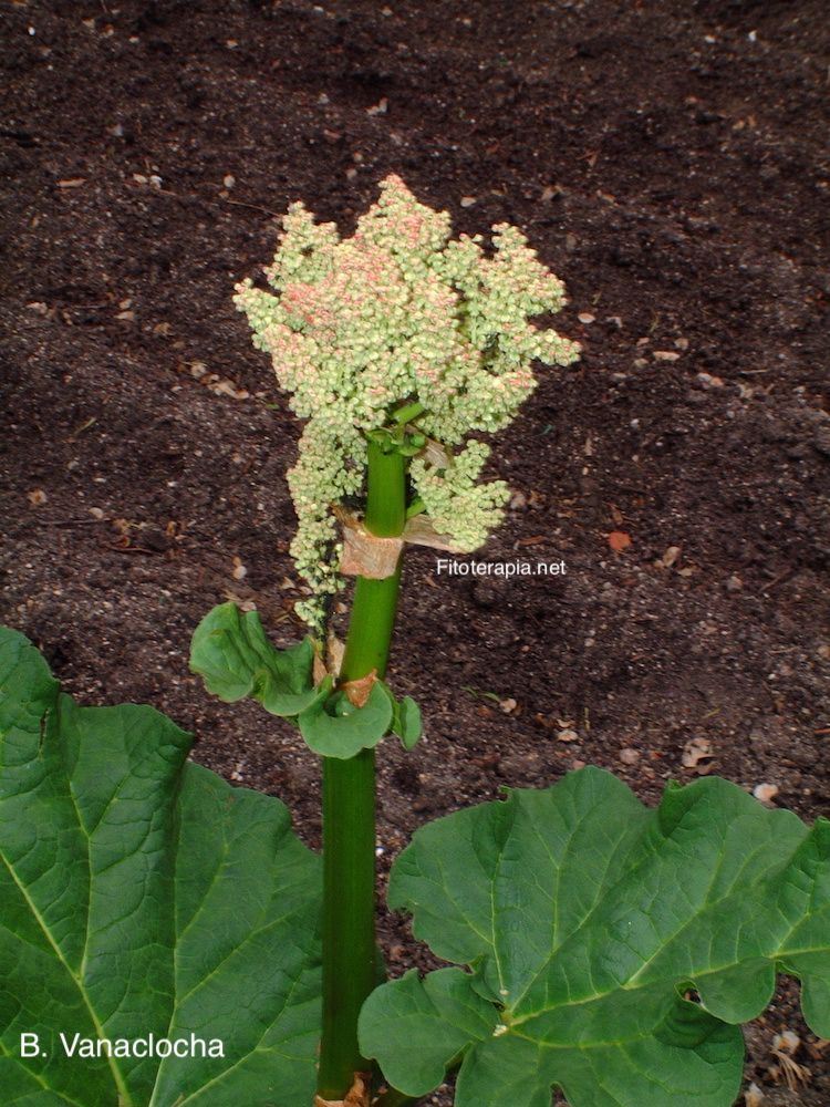 <i>Rheum palmatum</i>