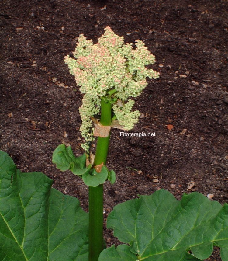 <i>Rheum palmatum</i>