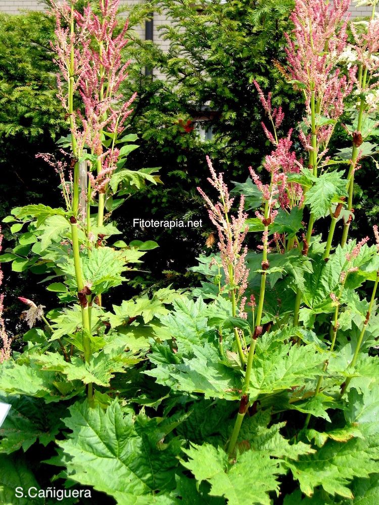 <i>Rheum palmatum</i>