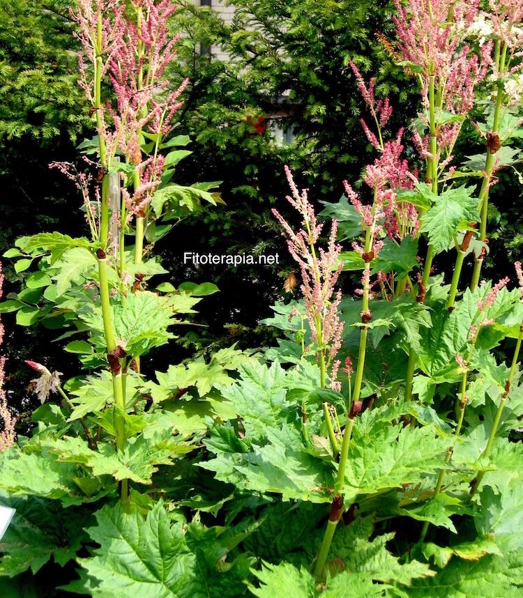 <i>Rheum palmatum</i>