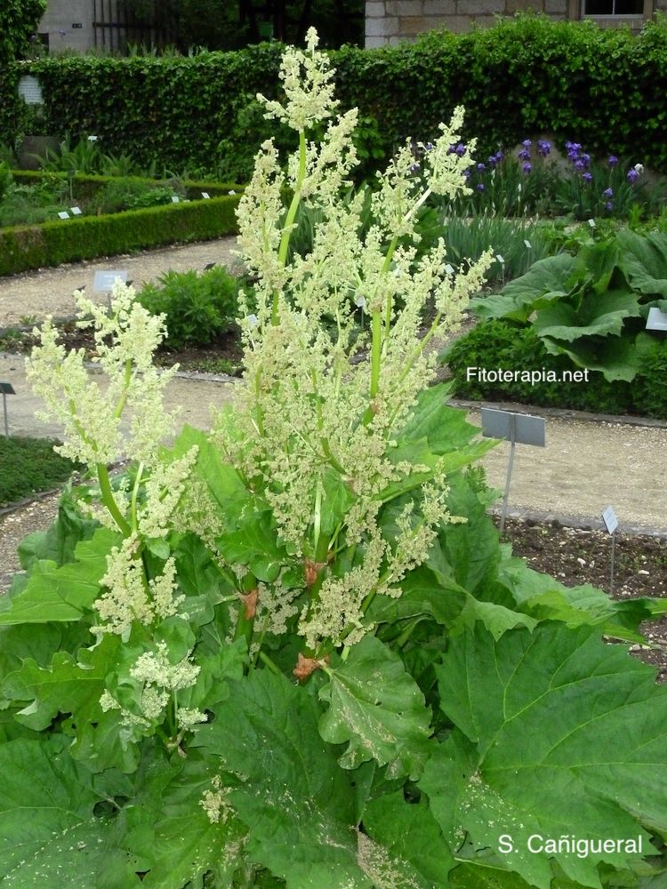 <i>Rheum palmatum</i>