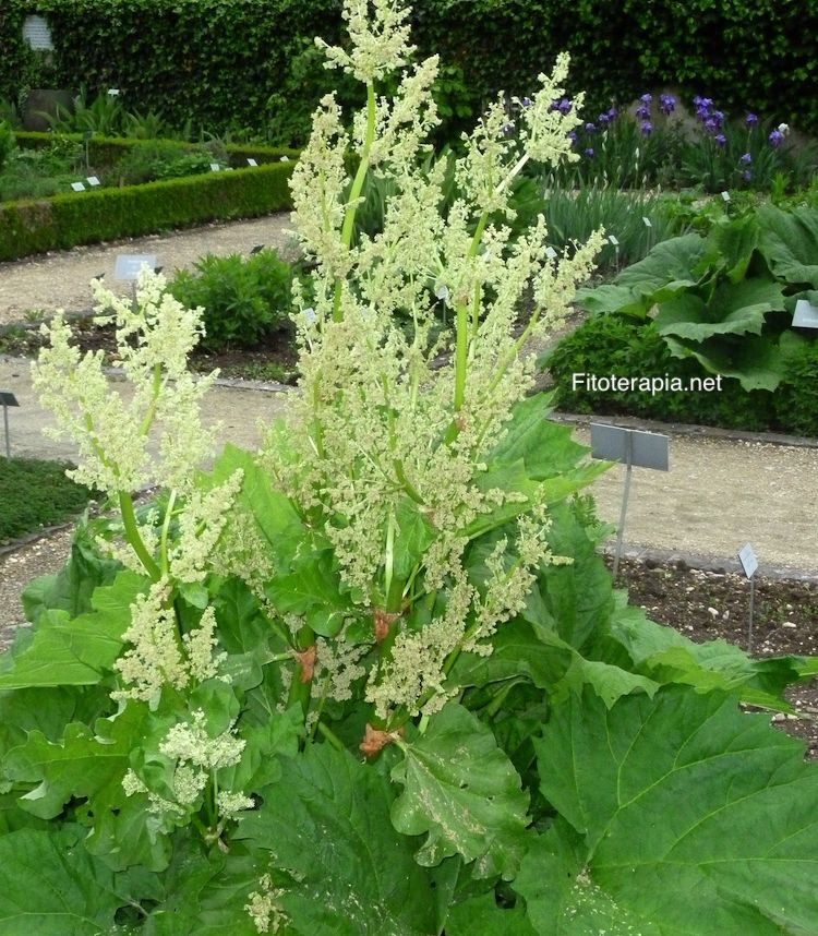 <i>Rheum palmatum</i>