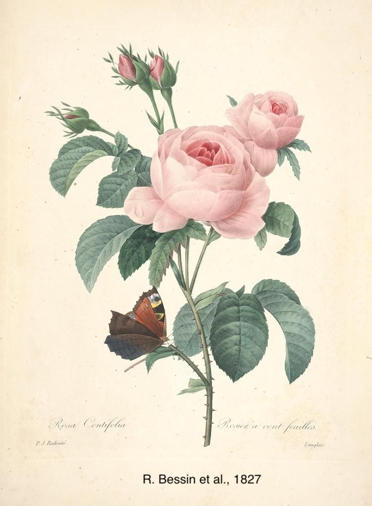 <i>Rosa centifolia</i>