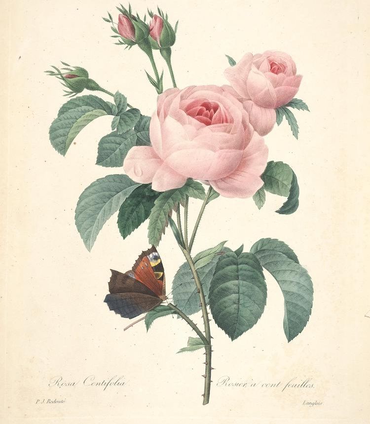 <i>Rosa centifolia</i>