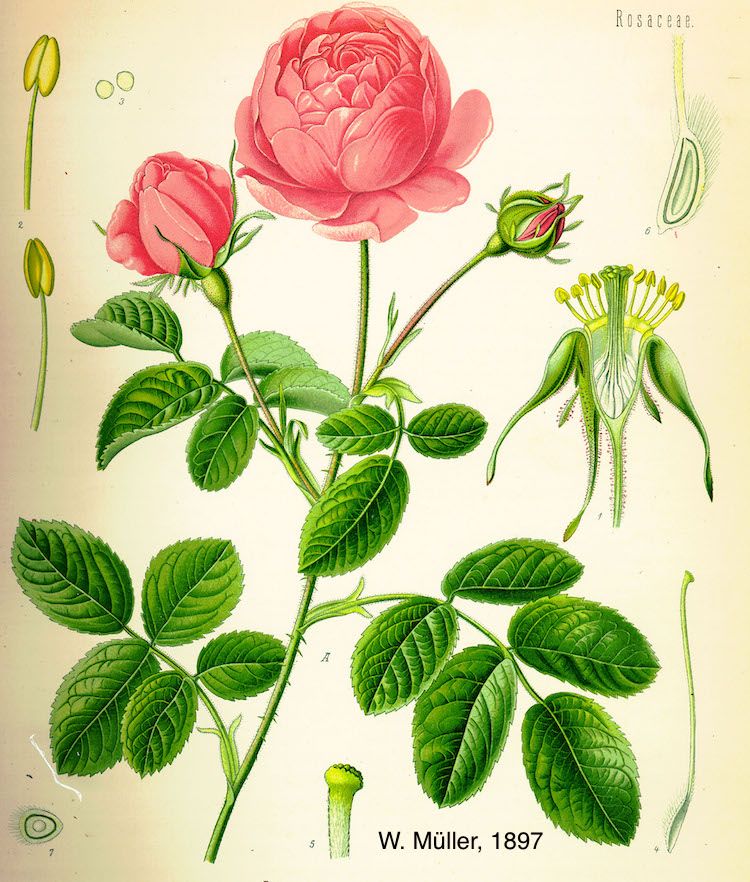 <i>Rosa centifolia</i>