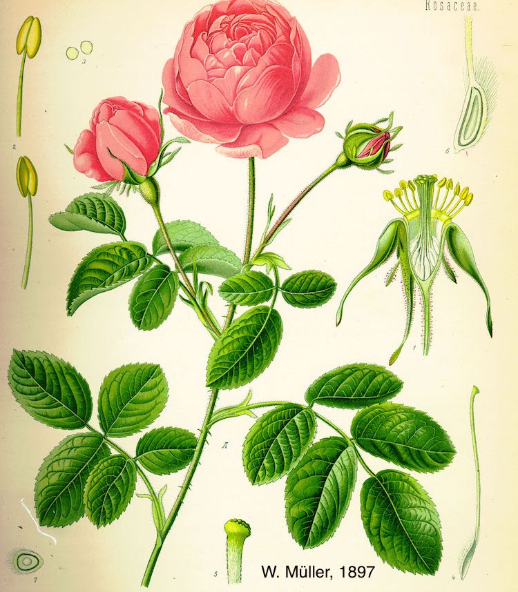 <i>Rosa centifolia</i>
