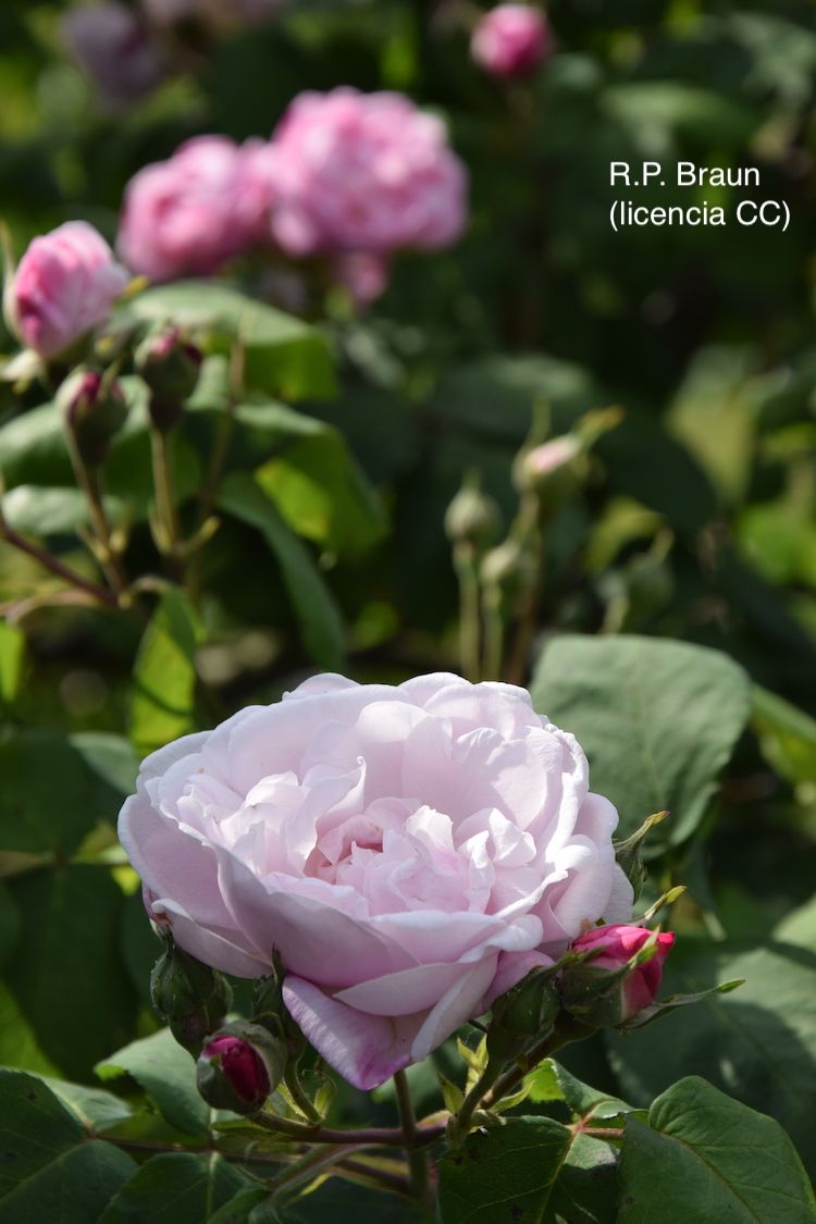 <i>Rosa centifolia</i>