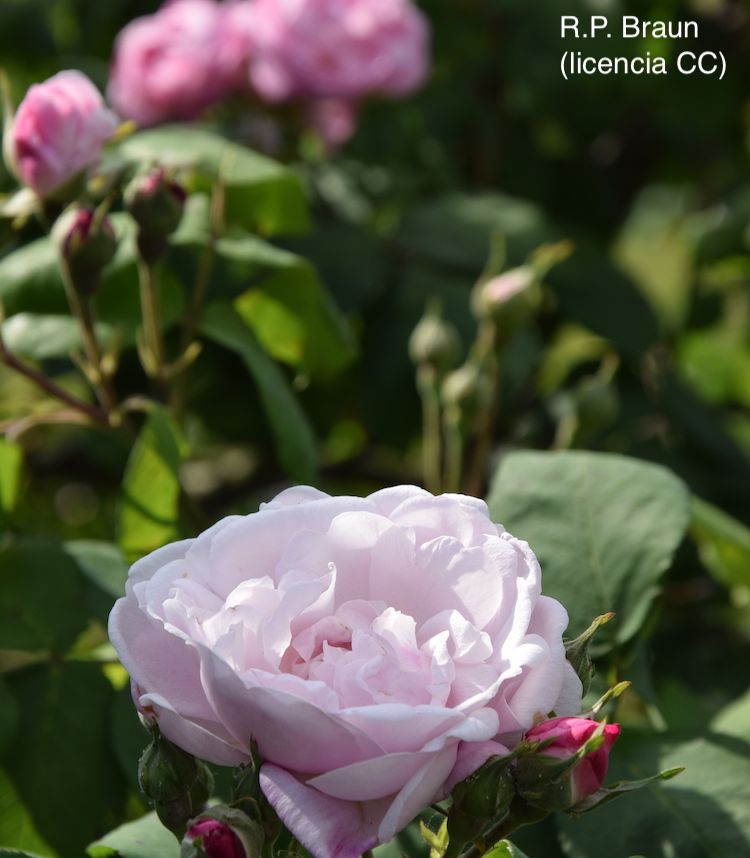 <i>Rosa centifolia</i>