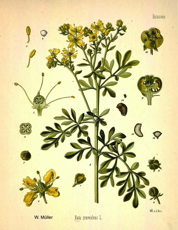 <i>Ruta graveolens</i>