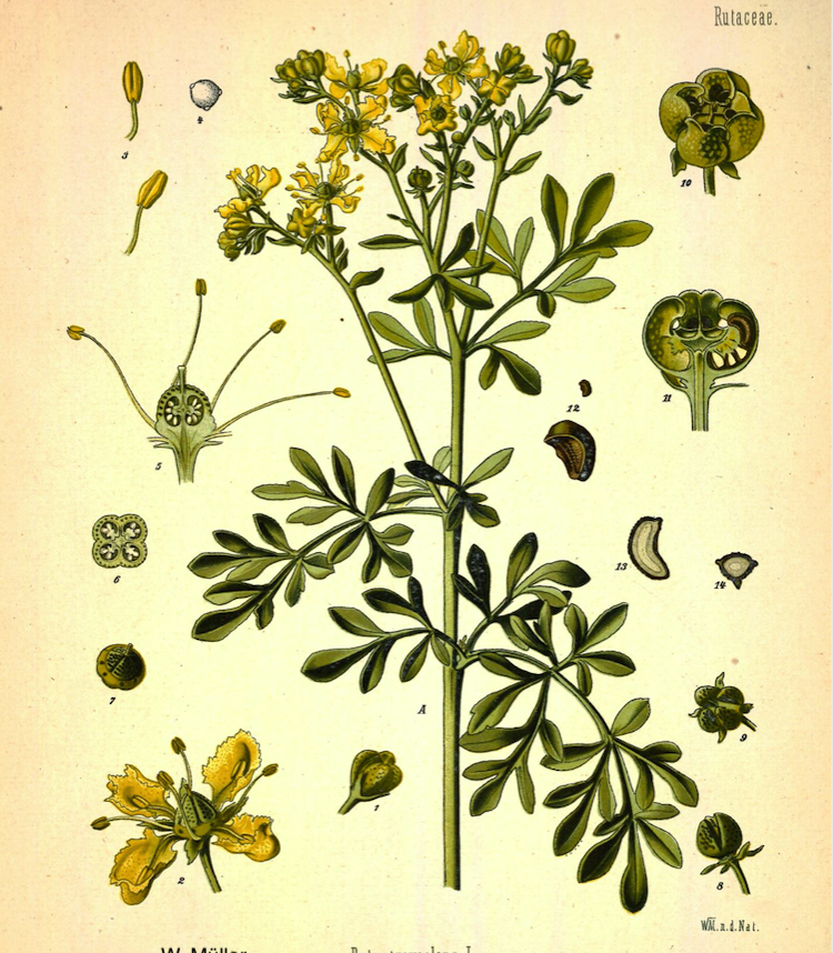 <i>Ruta graveolens</i>