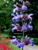 El género <i>Salvia</i> (Lamiáceas)