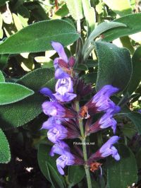 Actividad farmacológica de especies sudafricanas de <i>Salvia</i>