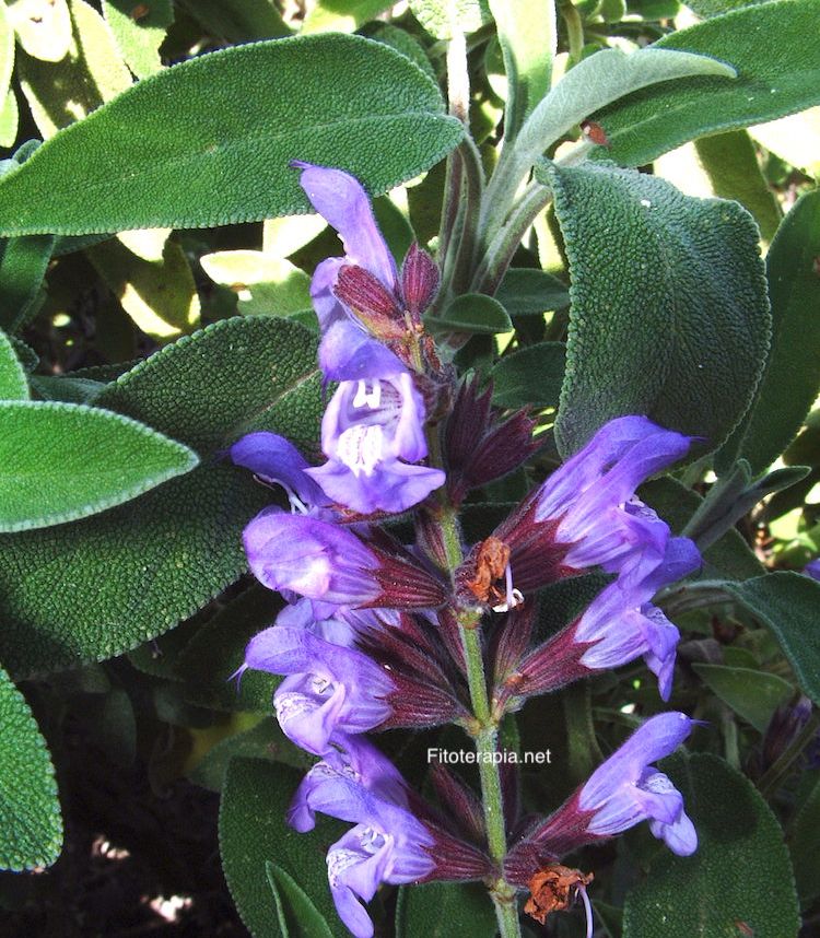 Salvia