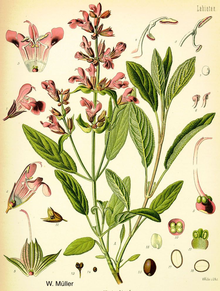 Salvia