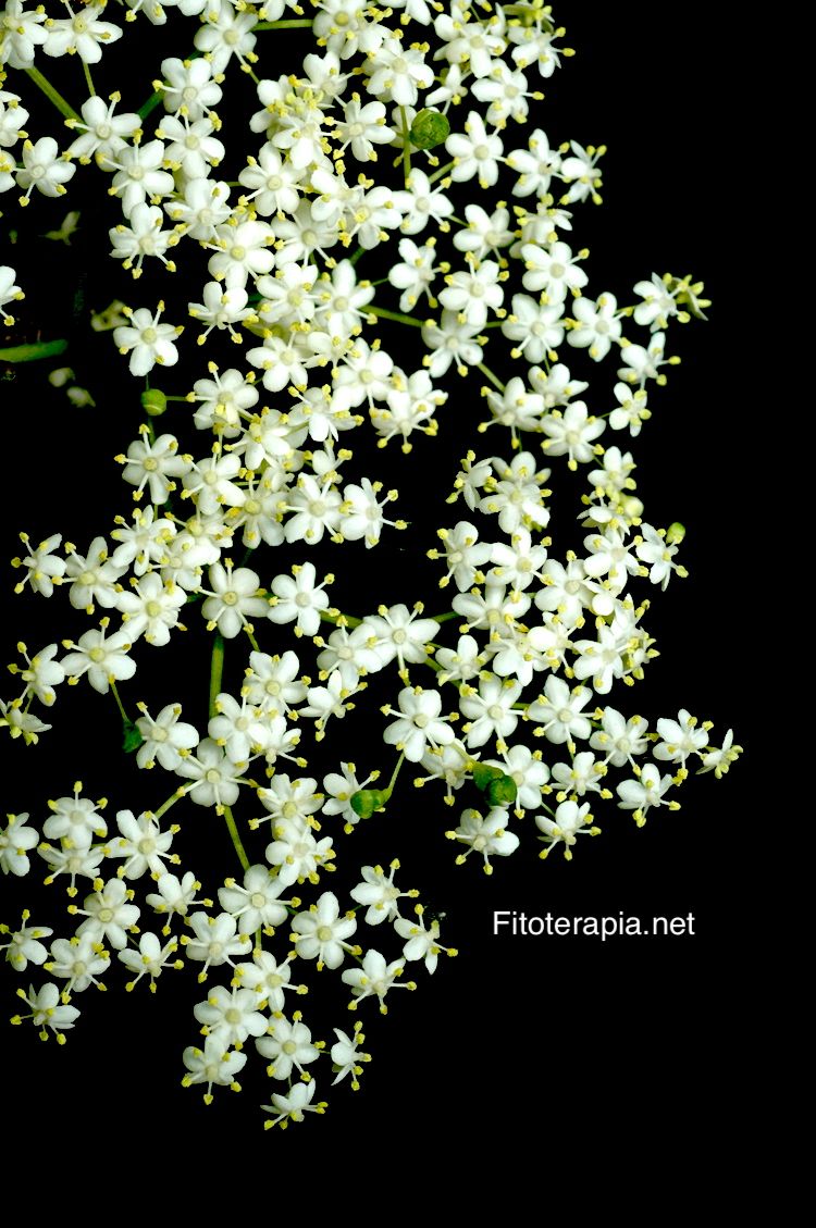 Saúco, flor