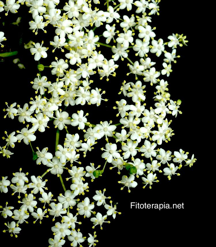 Saúco, flor