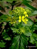 Mostaza blanca (<i>Sinapis alba</i>)