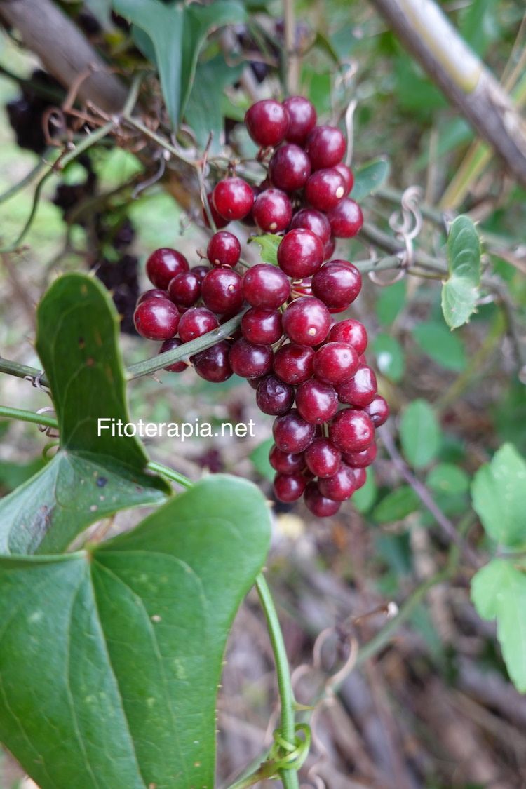 <i>Smilax aspera</i>