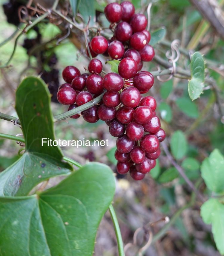 <i>Smilax aspera</i>