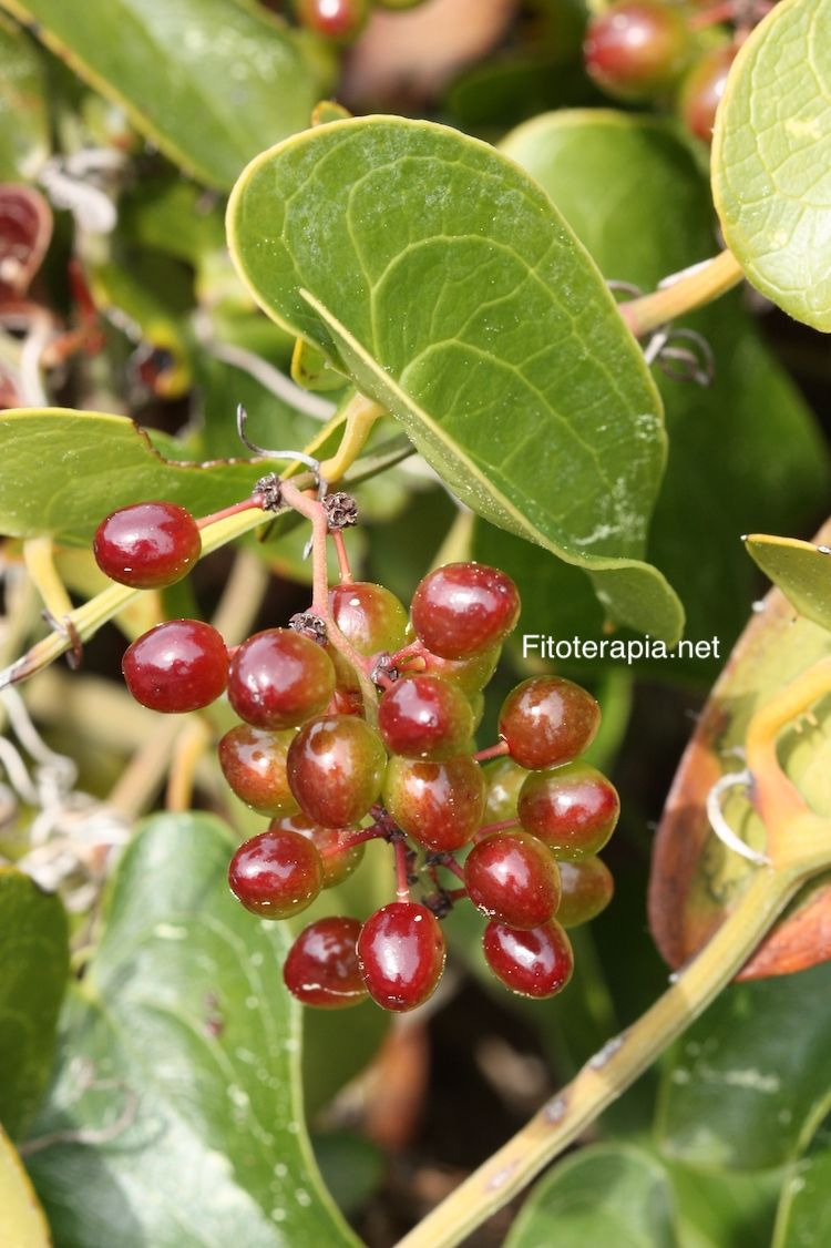 <i>Smilax aspera</i>