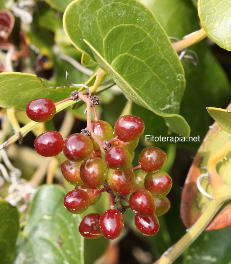 <i>Smilax aspera</i>