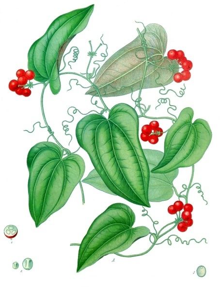 <i>Smilax aristolochiifolia</i>