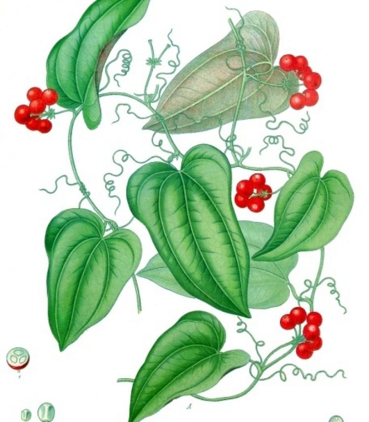 <i>Smilax aristolochiifolia</i>