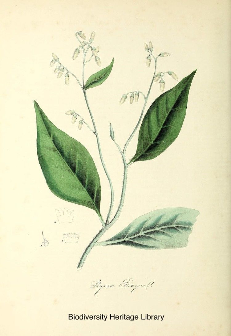 <i>Styrax benzoin</i>