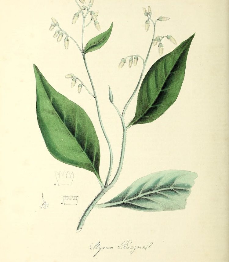 <i>Styrax benzoin</i>