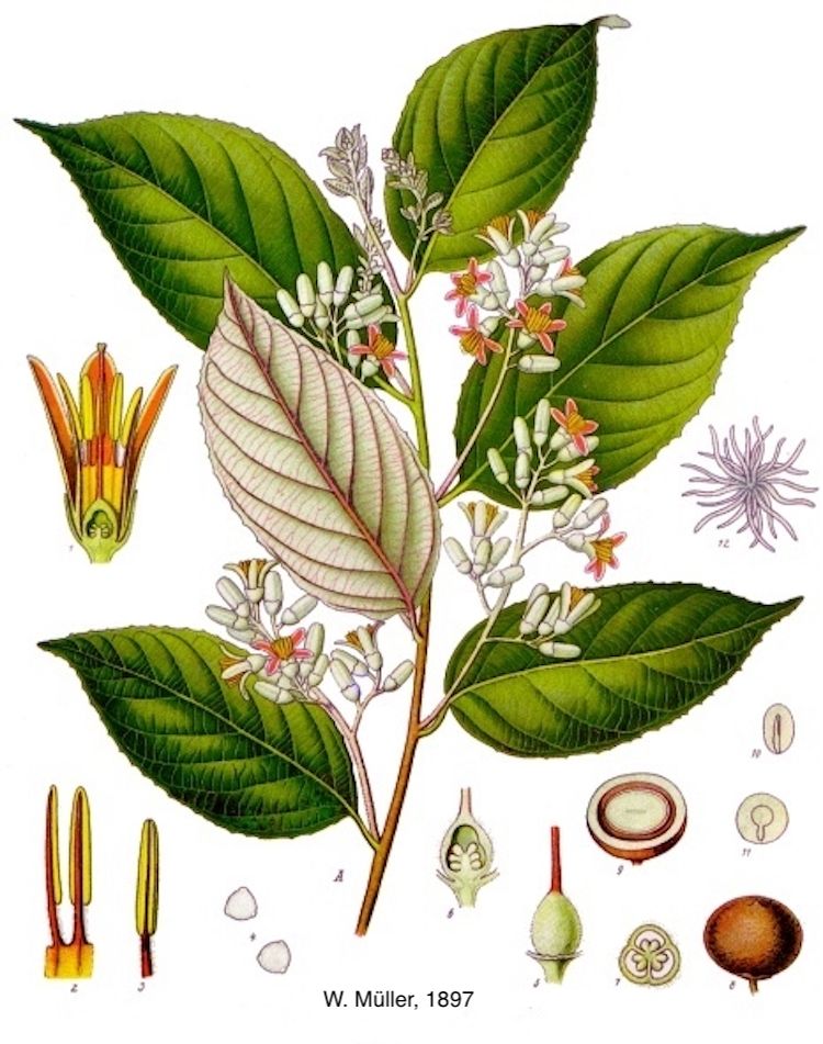 <i>Styrax benzoin</i>