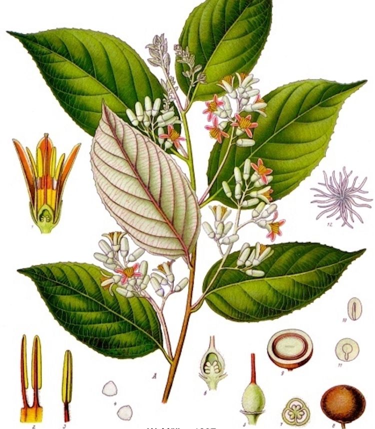 <i>Styrax benzoin</i>