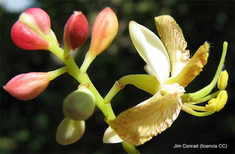 Tamarindo, flor