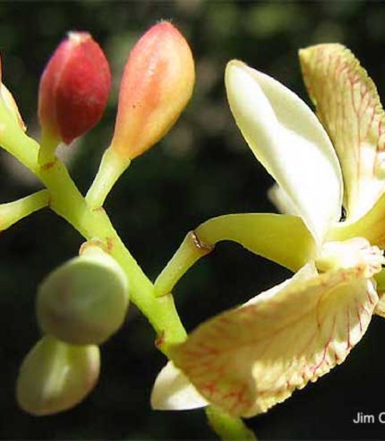 Tamarindo, flor